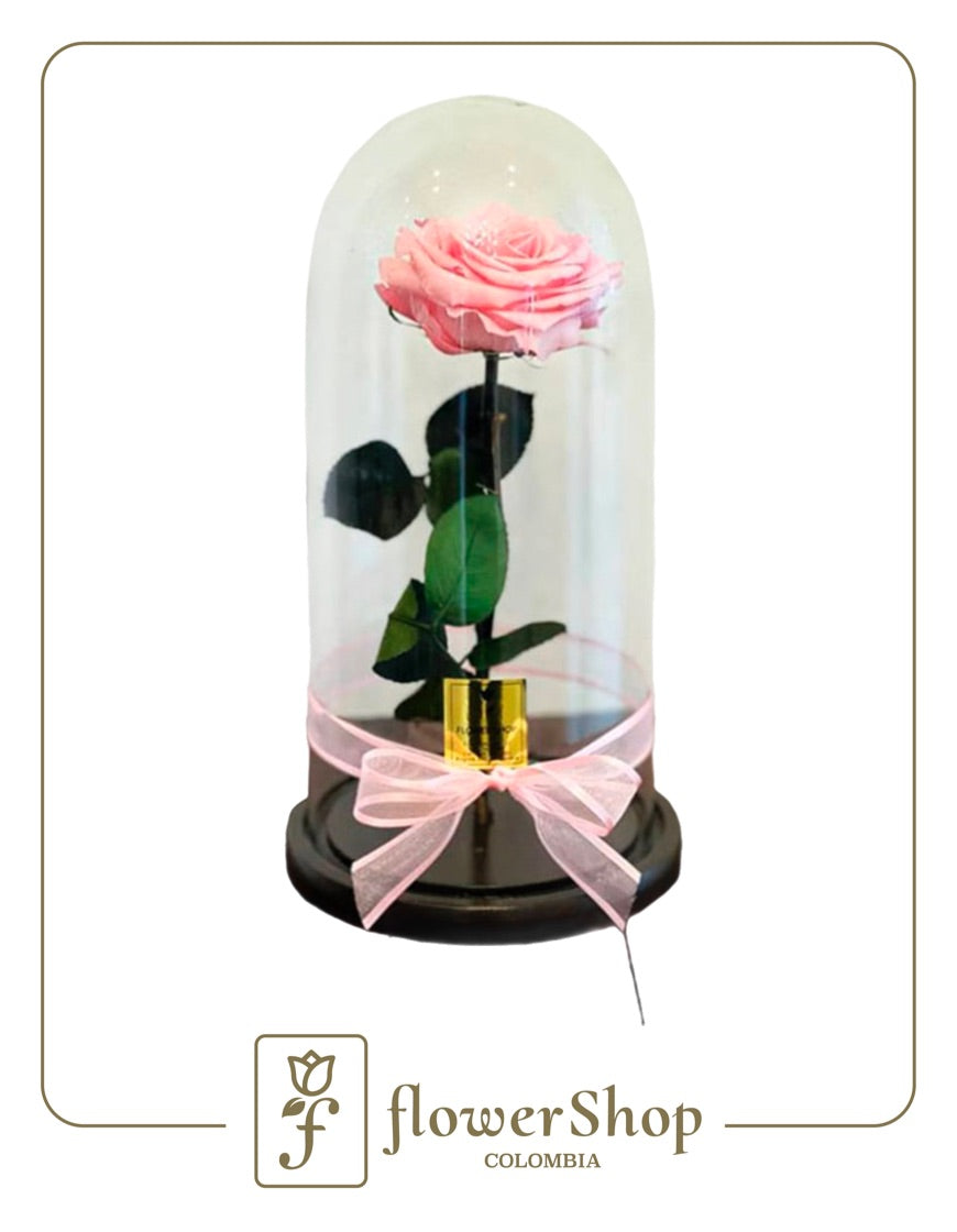 Rosa Eterna Candy Cotton